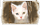 Призвать Кота